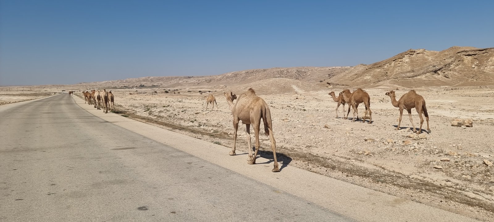 Dromedare laufen entlang der Straße im Oman