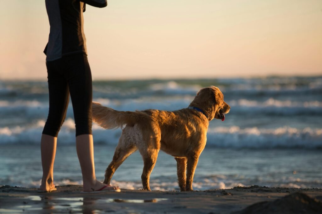 Ein Golden Retriever mit Frau am Strand zum Sonnenuntergang.