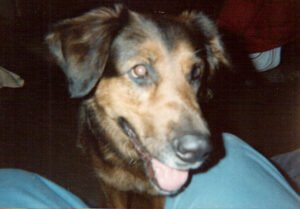 Ein Hundekopf, Schäferhund-Labrador Mischling.