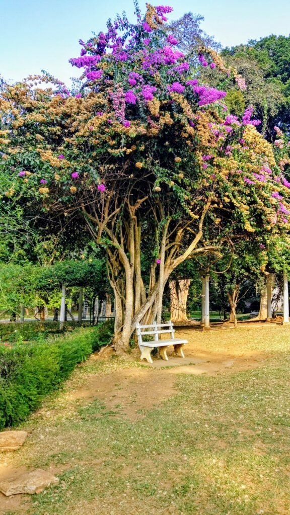 Blühender Baum in Sri Lanka