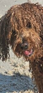 Ein nasser brauner Zwergpudel am Strand.