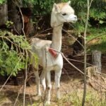 Sonnenuntergang am Indischen Ozean in Salalah