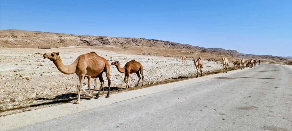 Dromedare im Gegenverkehr