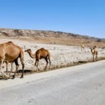 Highway im Oman