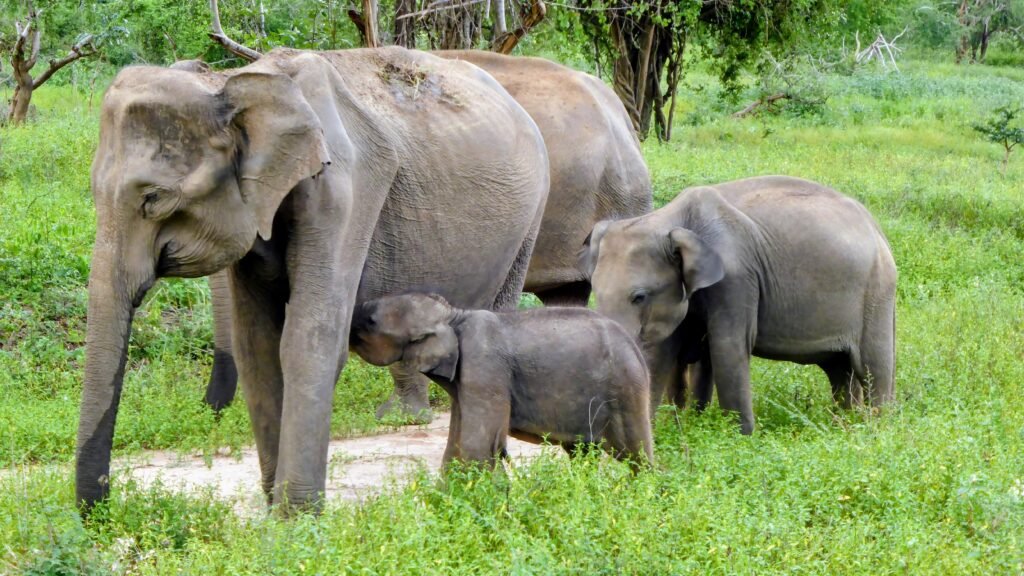 Elefantenmutter mit Kalb in Sri Lanka