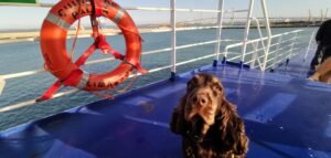 Ein brauner Cocker-Spaniel auf der Fahre nach Teneriffa