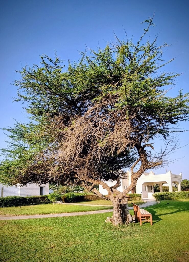 Museum des Weihrauch des Weihrauchlandes