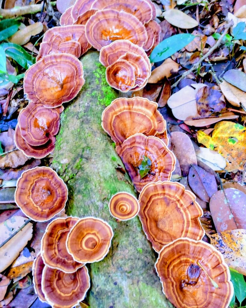 Pilze an enem Baumstamm