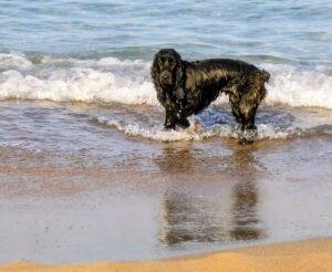 Ein schwarzer Cocker-Spaniel steht am Ufer in den Wellen vom Meer.