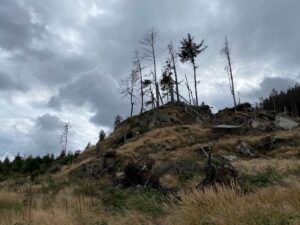 Ein Berghang mit abgestorbenen Bäumen.