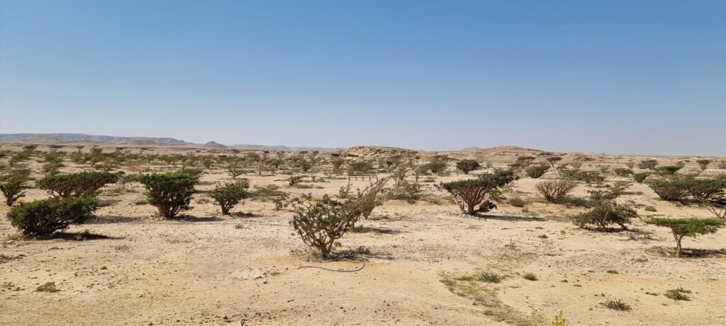 Oman: Wadi Dawkah, das Weihrauch Tal