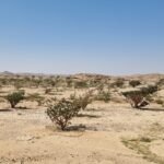 Mughsail Ku00fcste bei Salalah