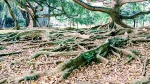 Wurzeln, Wurzeln, Wurzeln und ein Baum