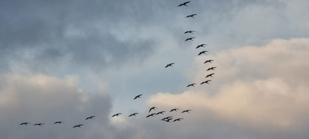 Die Kraniche ziehen von Zingst los Fischland-Darß-Zingst: Kranichflug bei Zingst
