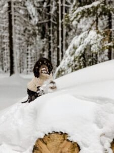 Frida, der Cocker-Spaniel, mit Pullover im Schnee