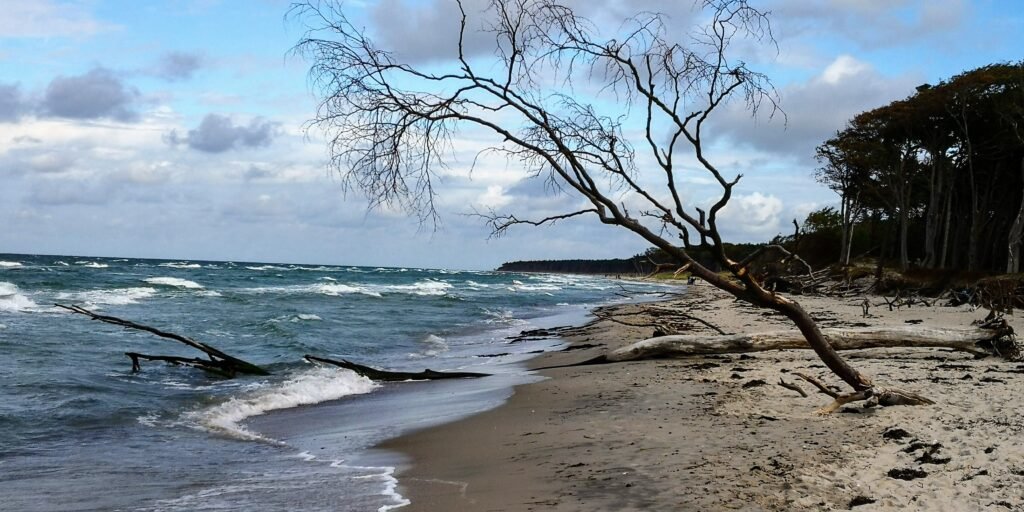 Im Naturschutzgebiet bei Born Fischland-Darß-Zingst: Im Naturschutzgebiet bei Born