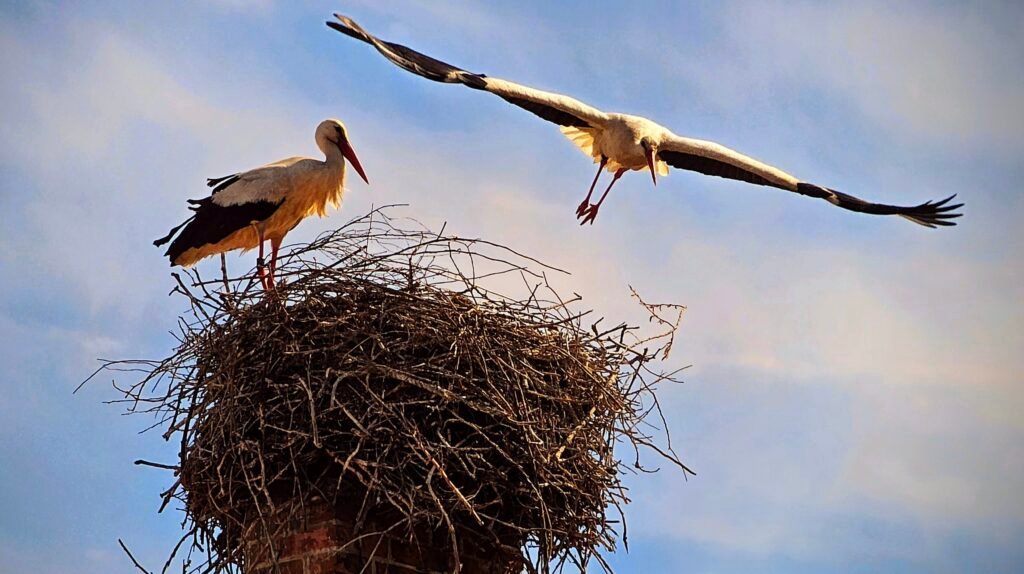 Störche in Tangermünde