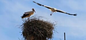 Störche in Tangermünde