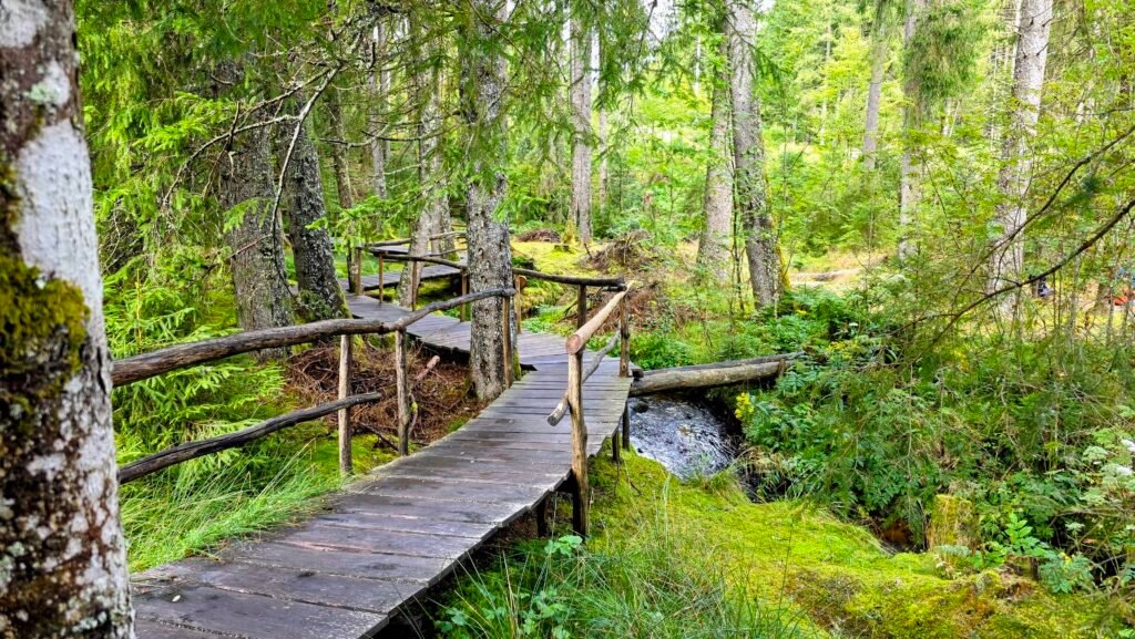 Holzsteg in sumpfiger Waldlandschaft