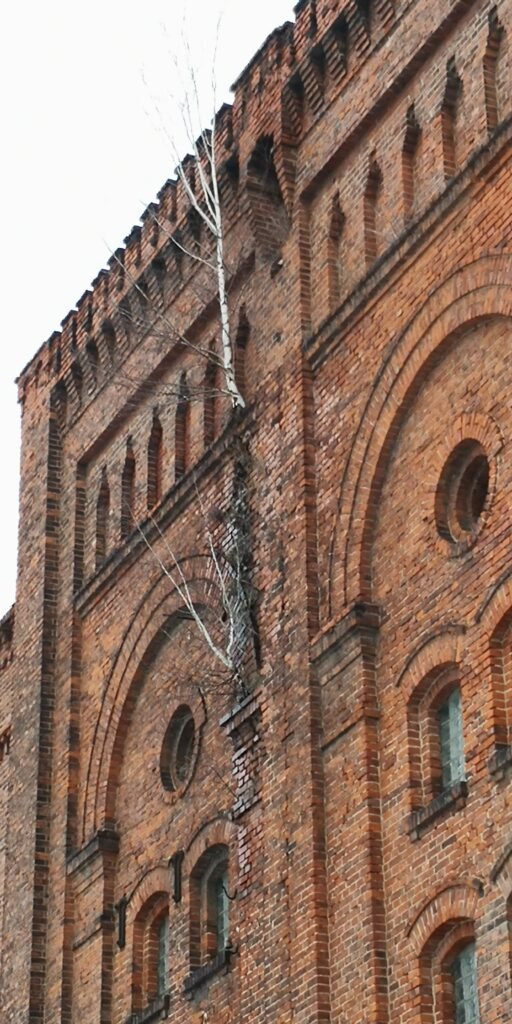 Auserwachsen aus Ruinen Eine Birke wächst aus der Fassade einer Ruine