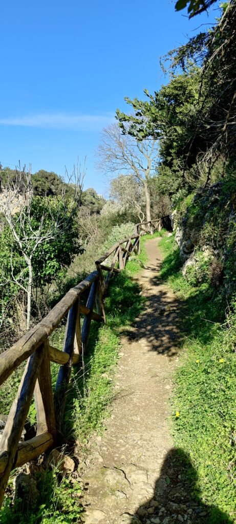 Enger Weg im Grünen