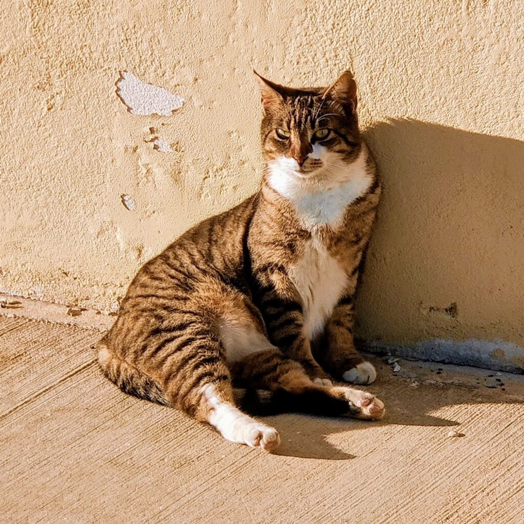 Katze, entspannt sitzend