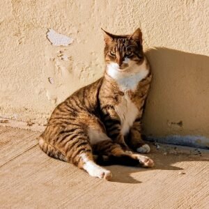 Katze, entspannt sitzend