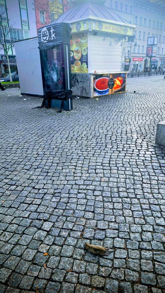 Ratte am Hermannplatz Ratte liegt tot auf dem Hermannplatz