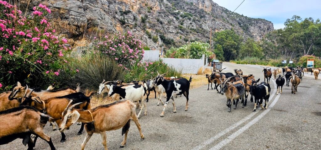 Ziegenherde auf Straße