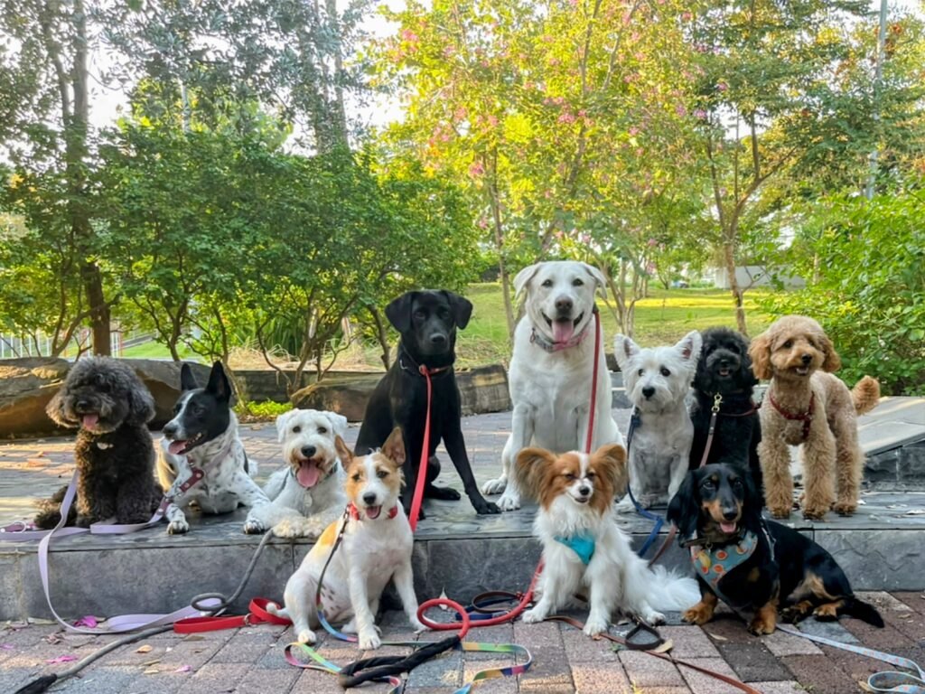 Yumi mit der Hunde Kita Tagesgruppe