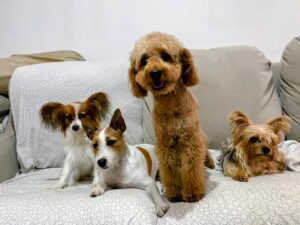 Yumi mit anderen kleinen Hunden auf dem Sofa