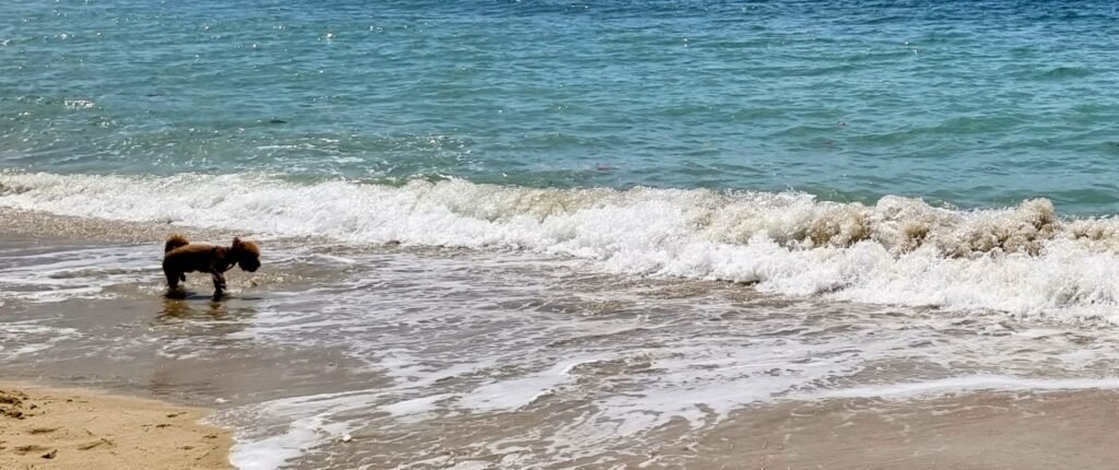 Yumi studiert das Wesen der Wellen