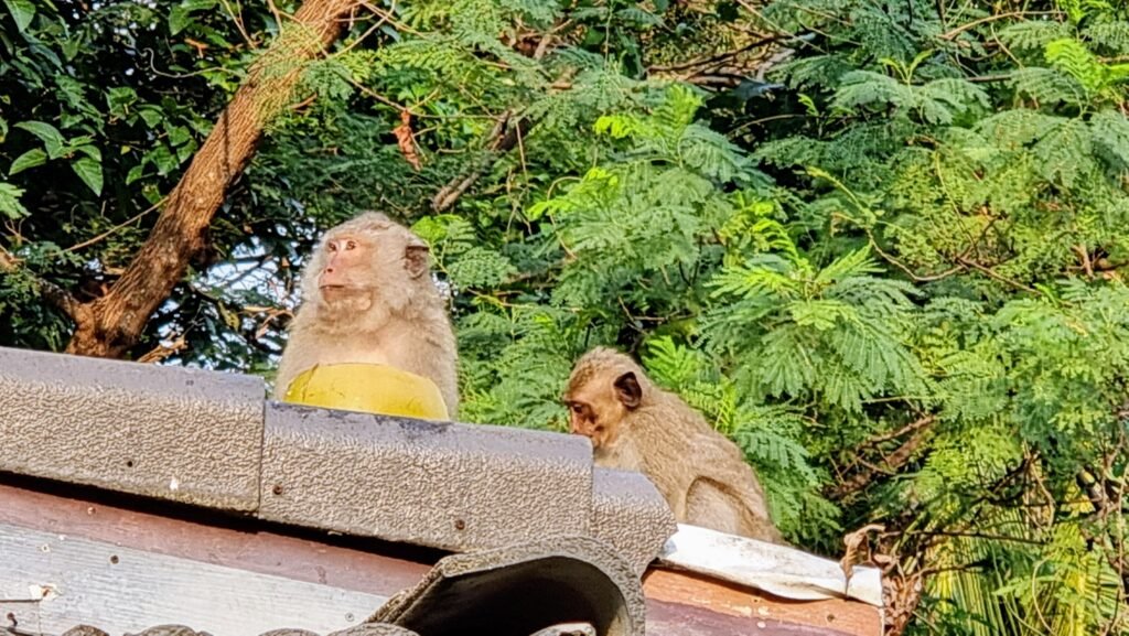 Affen sitzen mit Kokosnuss auf einem Dach