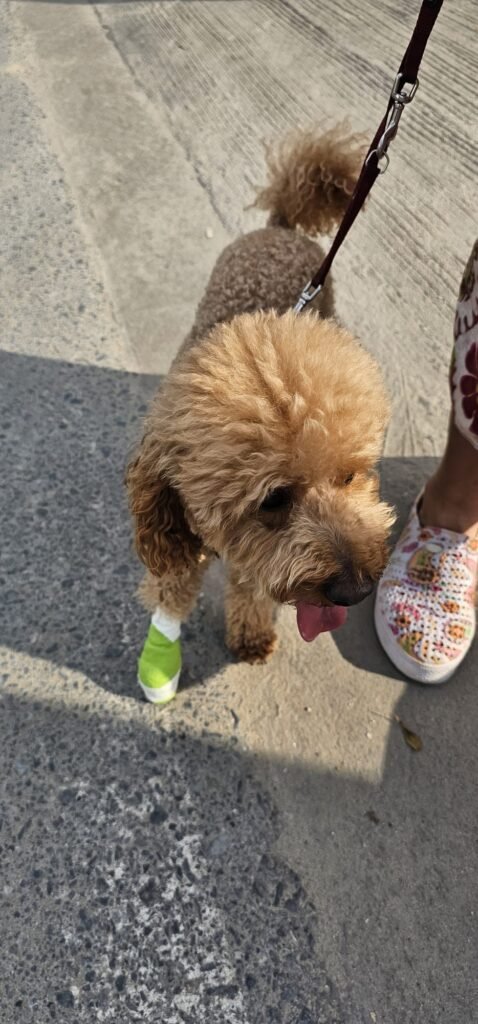 Yumi mit "Schuh" Verband