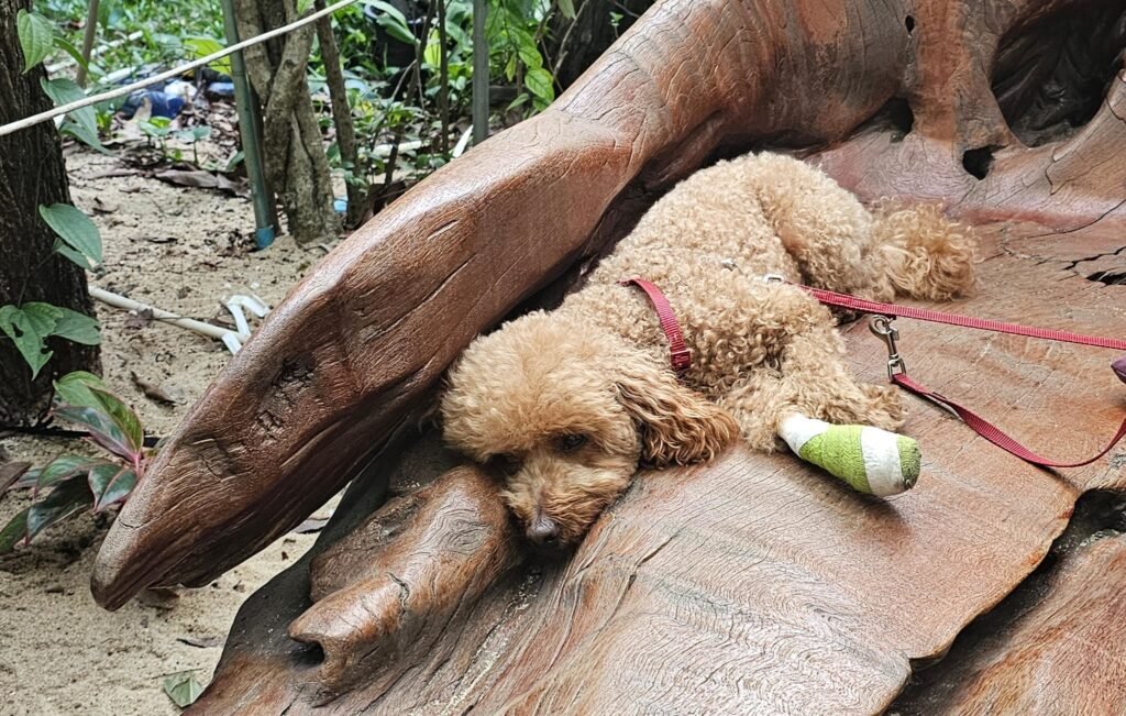 Yumi mit "Schuh" Verband auf Holzbank