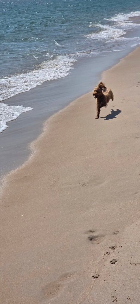 Yumi am Strand laufend vor Freude