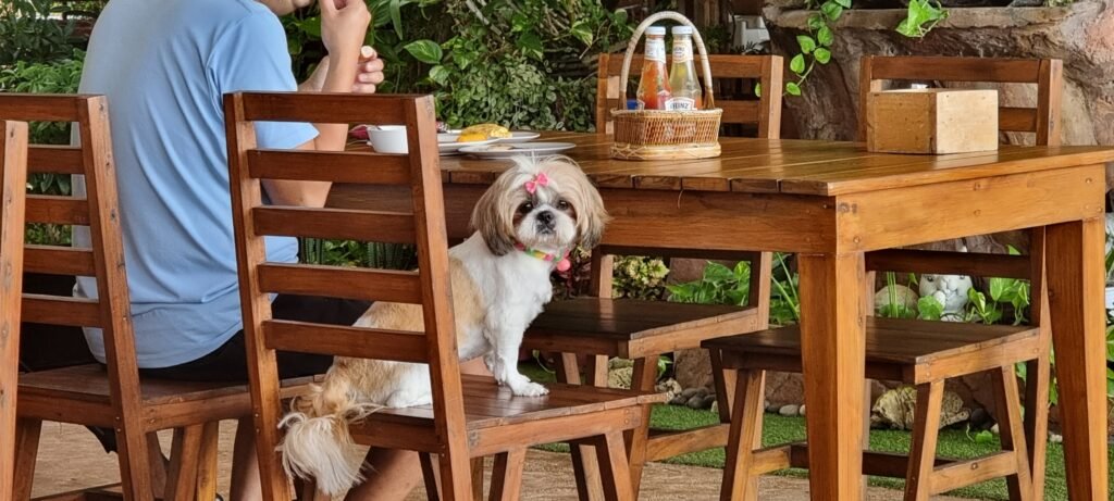 Hund beim Frühstück, auf einem Stuhl sitzend