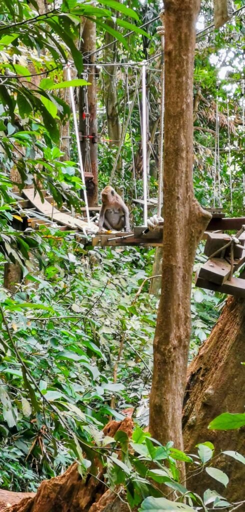 Affe beobachtet die Kletterer im Tree Top Park