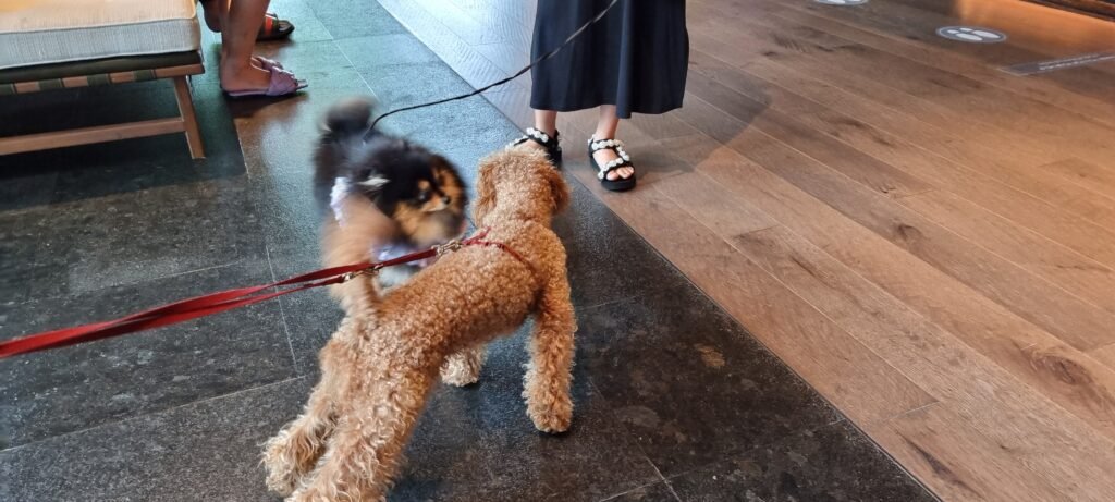Yumi nbeschnüffelt sich mit anderem Hund in der Lobby