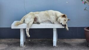 Hund relaxed auf Bank