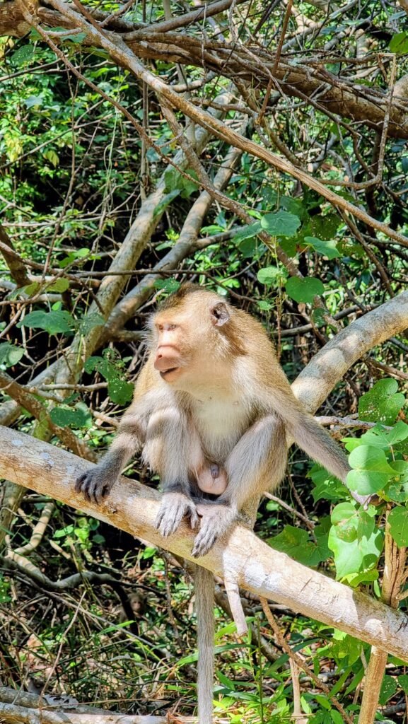 Affe beobachtet die Wanderer