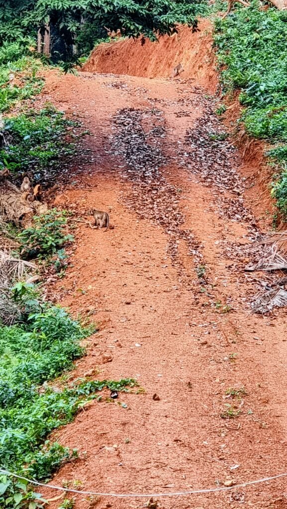 Straße zum Khao Salak Phet 