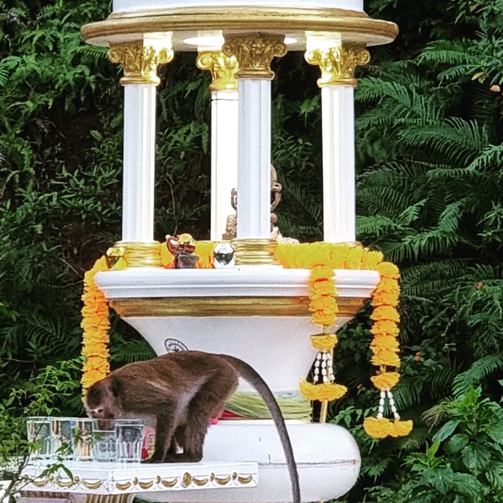 Affe trinkt aus Opferschale