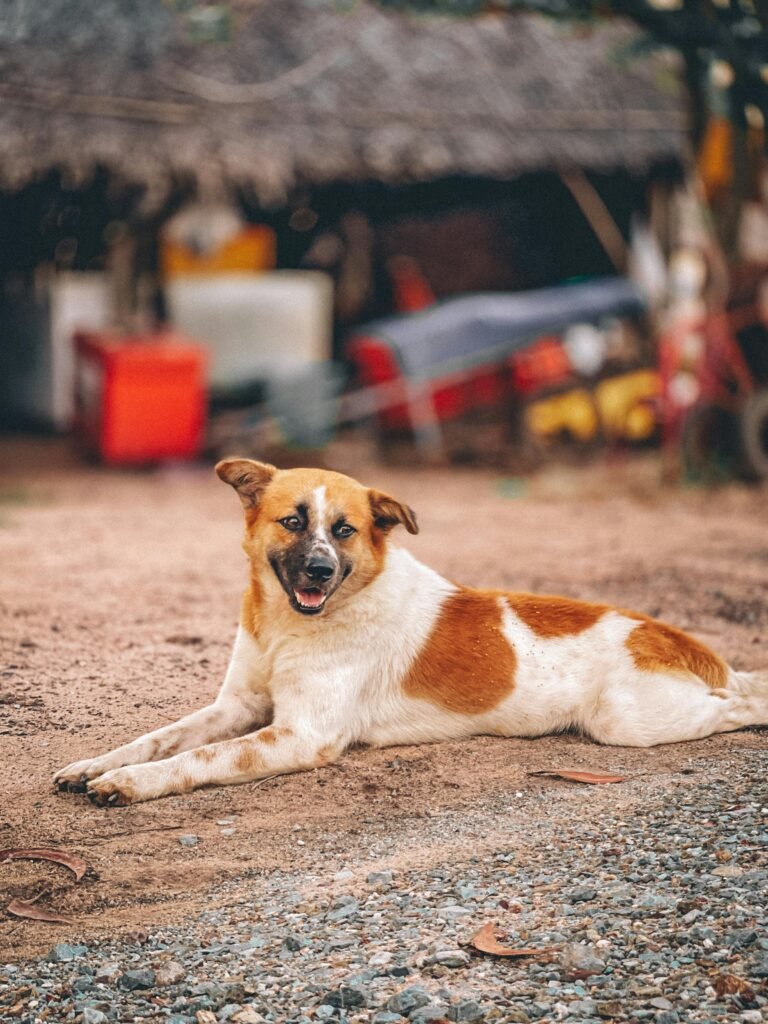 Charming brown and white dog resting on sand, showcasing a peaceful outdoor scene.