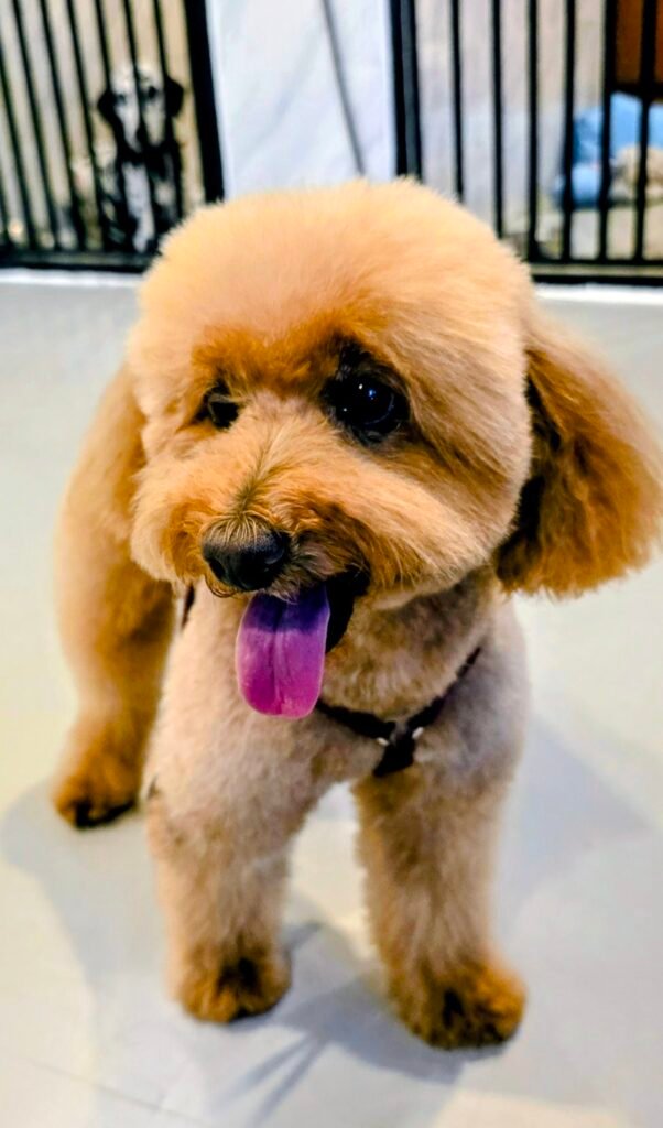 Yumi nach dem Grooming