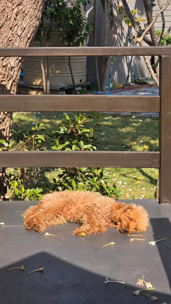 Yumi schlafend auf der Terrasse