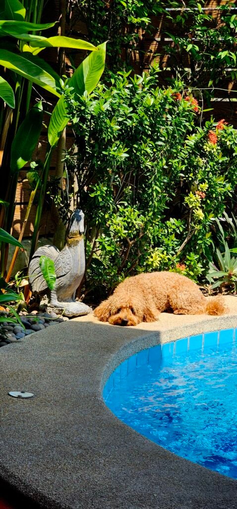 Yumi entspannt am Pool