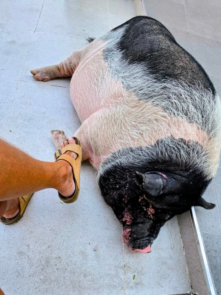 Ein riesengroßes Schwein