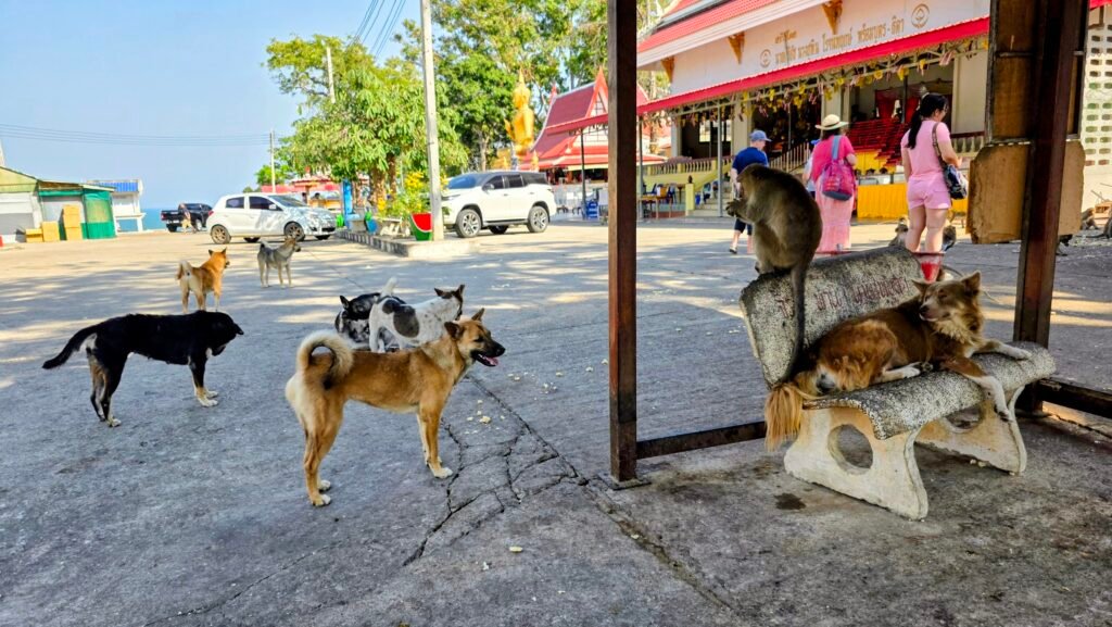 Affen und Hunde im Kloster