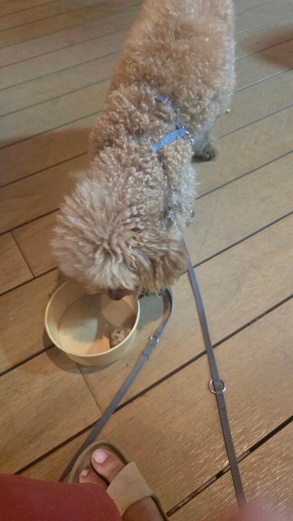 Yumi im Interconti mit Fleischbällchen